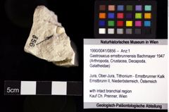 Foto (Objket + Etiketten) von Gastrosacus ernstbrunnensis (Bachmayer 1947) 